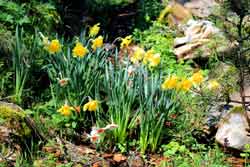 narcisos