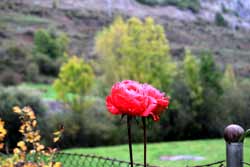 Rosas en otoño